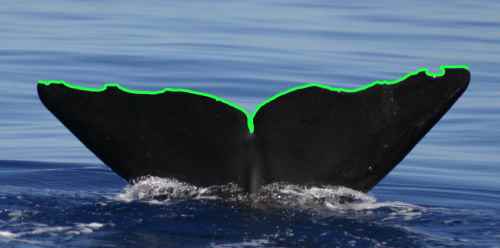 Mapped edges of a humpback tail fluke