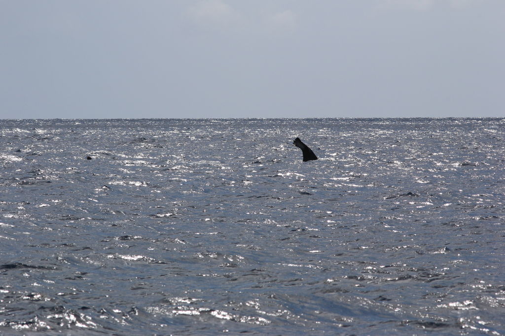 ea068de9-ebc7-48cb-8238-4c68a4ae1de1