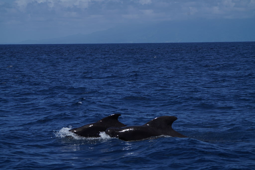 b4f16605-91f1-431c-aa9f-f26ae0ca4a69