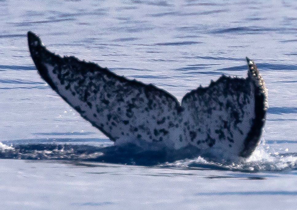 2ed611f1-38d2-4d48-b96d-72ae3978347f