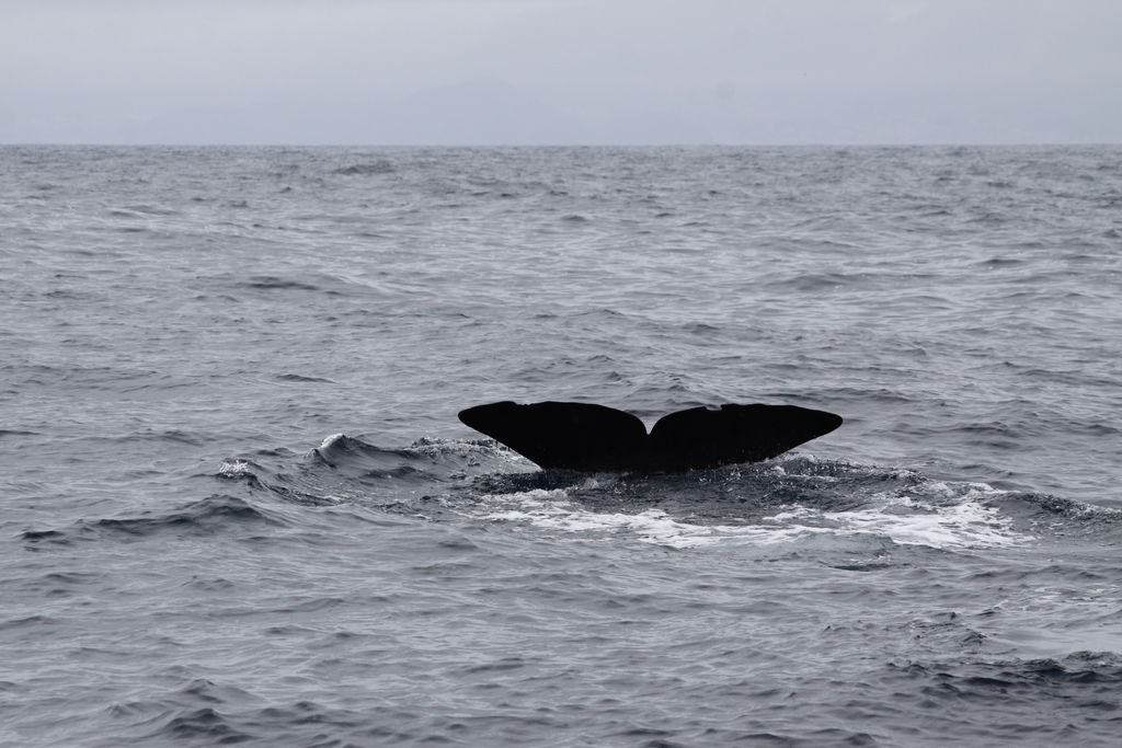 8b2f6e25-9750-4940-99b1-fafa798b411d