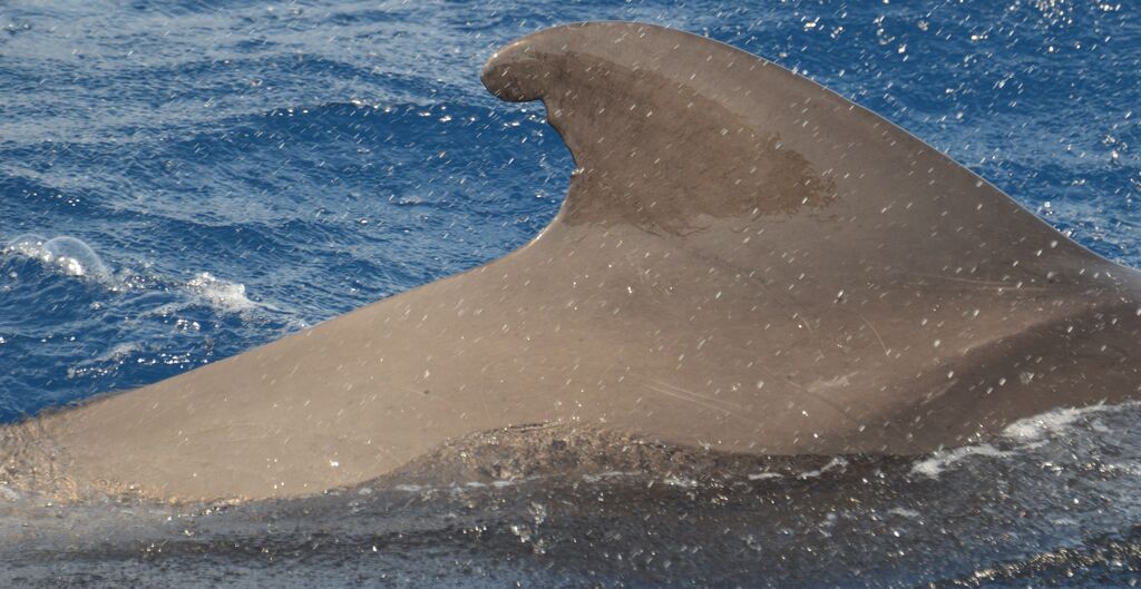 20997fad-a062-4d6e-869f-e4e04035fda4