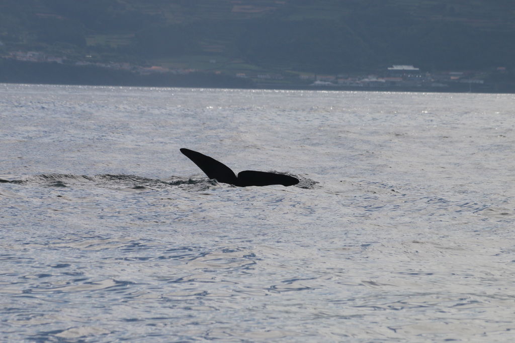 d9b5d37b-f72e-4622-afe4-095021e2d9ef