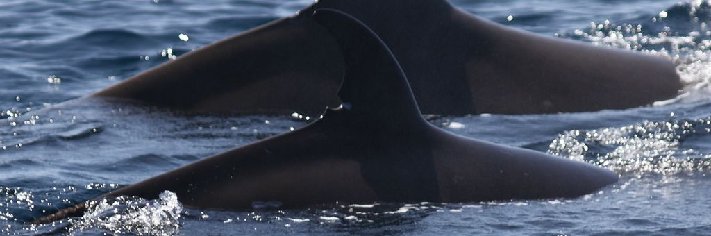 71562c2e-38d3-45c7-938e-b69dca4db793