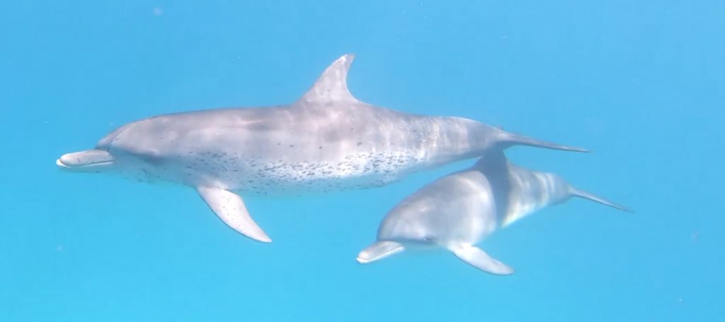 6c02fd17-1e6e-4034-8619-7a21f944248a