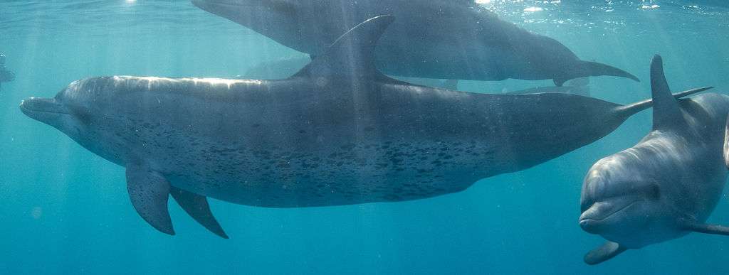 6c02fd17-1e6e-4034-8619-7a21f944248a