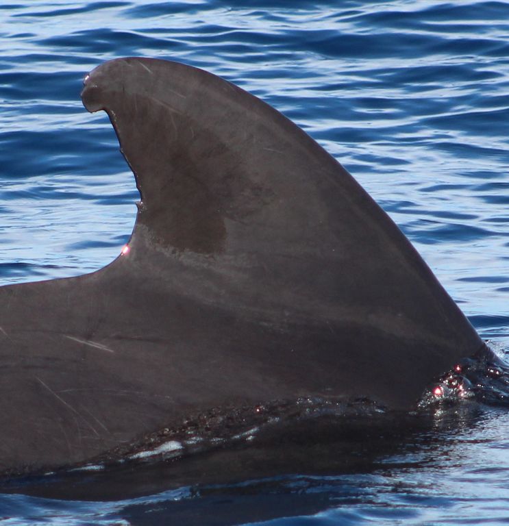 20997fad-a062-4d6e-869f-e4e04035fda4