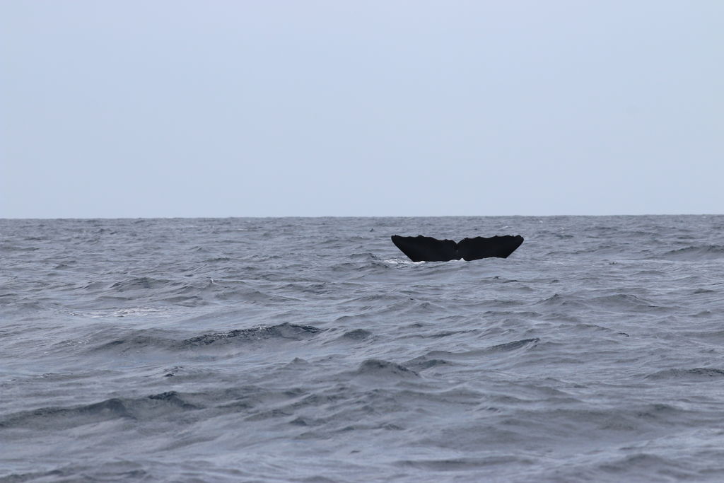 af63bed6-fc0f-43cd-9c1d-4b037cae2c1d