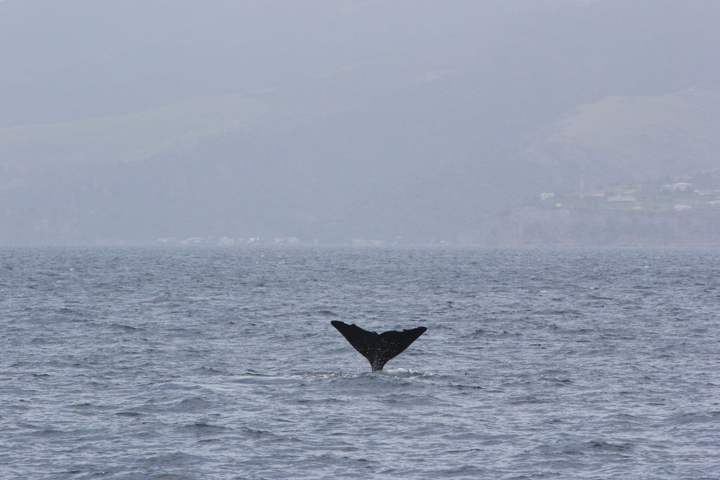 ea068de9-ebc7-48cb-8238-4c68a4ae1de1