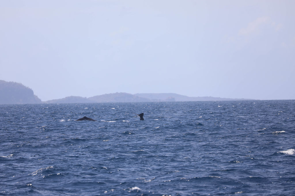 087bb825-74d7-4e42-94b9-0fa70d2dd451