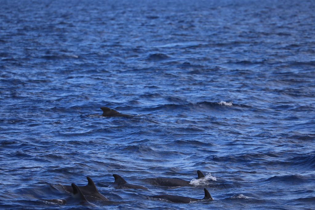 51dbf58a-b055-41ee-b485-29f517869e05