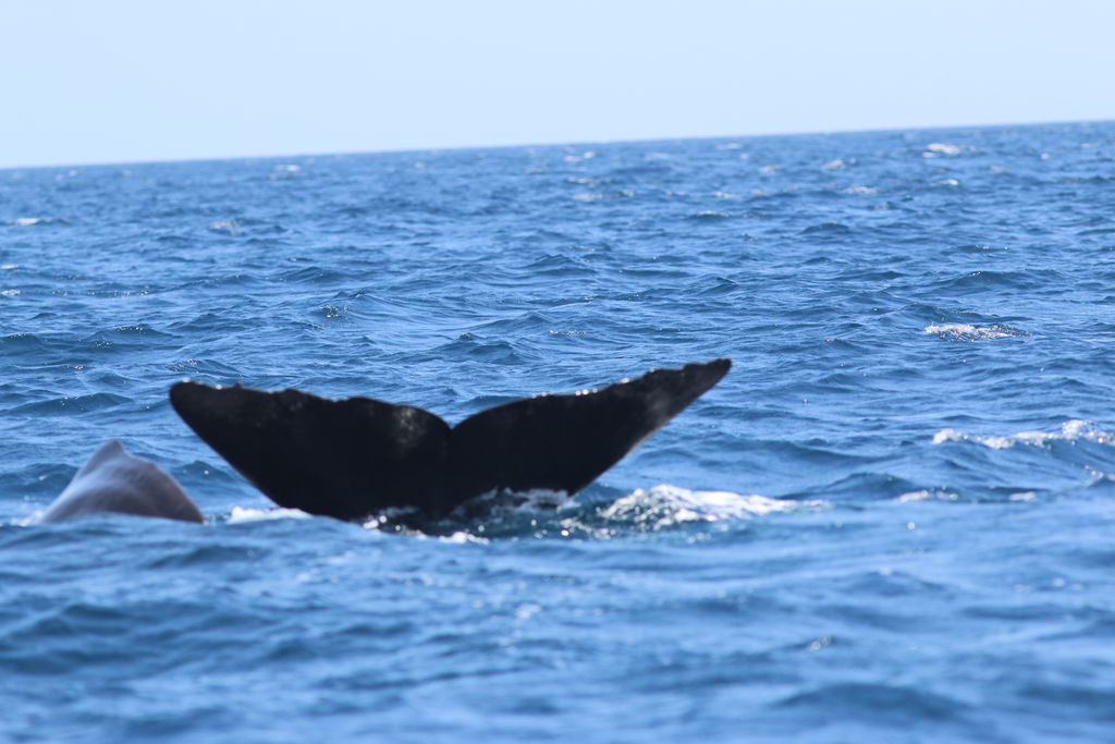 36aea80a-06be-4e45-8e1b-0adeceb514a1