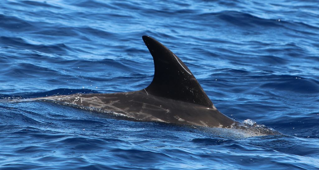 271072c3-2fac-425b-9a93-fb9aa6f3b49a