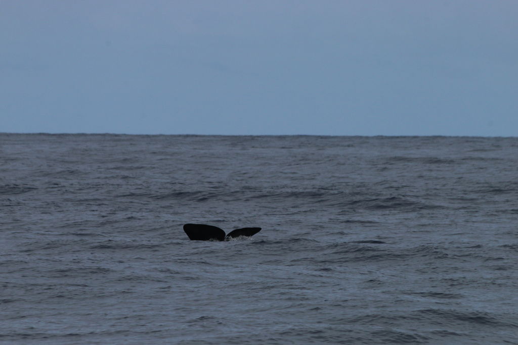 dc572b3f-77ca-4008-964b-6da8343cf20d