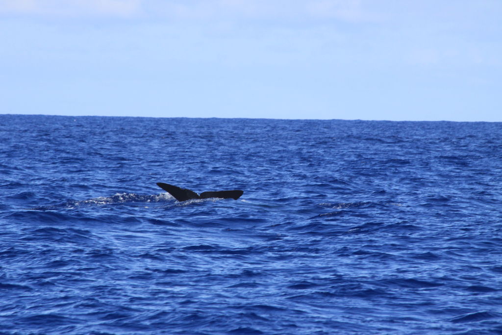 e613662c-1d0f-4ccf-914e-aea03205233d