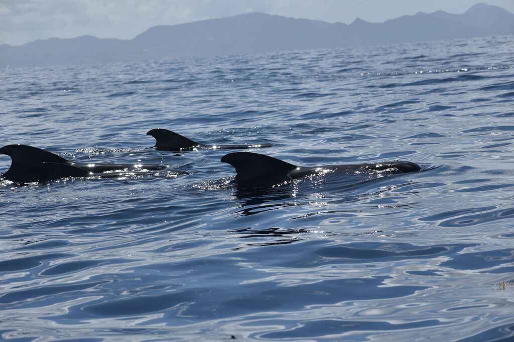 78769b0f-8246-439b-b5d1-8e231dc3a807