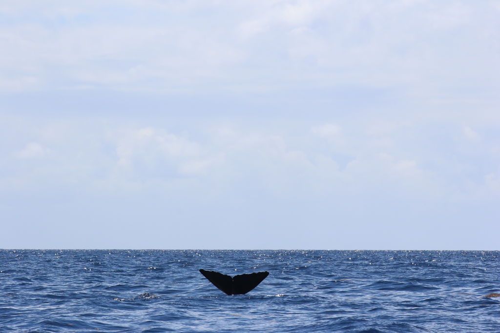 af63bed6-fc0f-43cd-9c1d-4b037cae2c1d