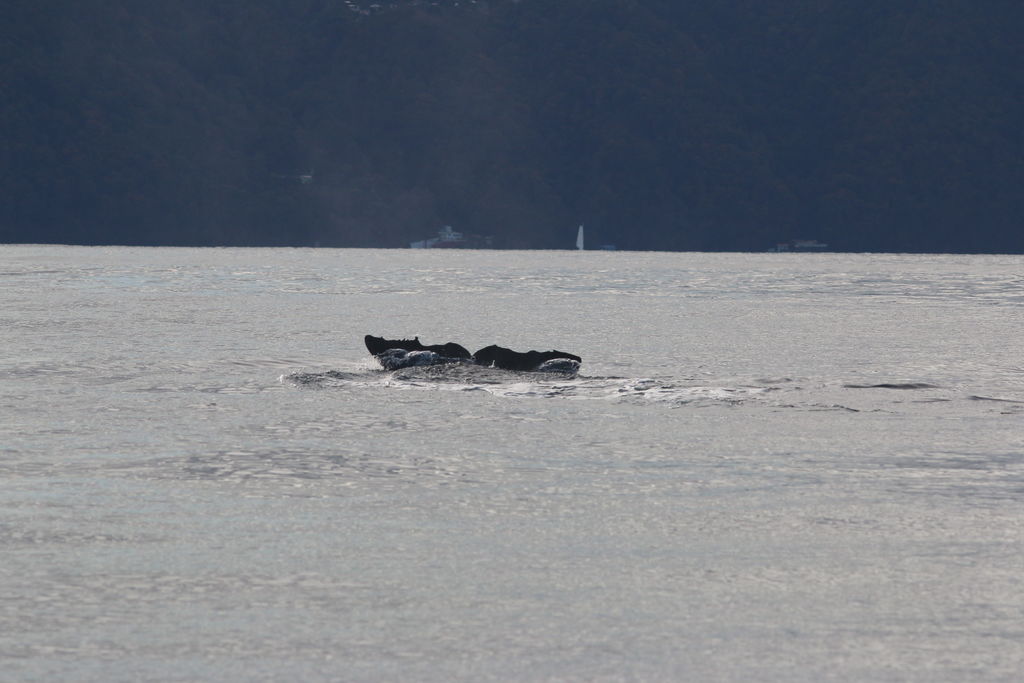 1c05b5fc-6429-4728-8e02-a4b93d0a2b46