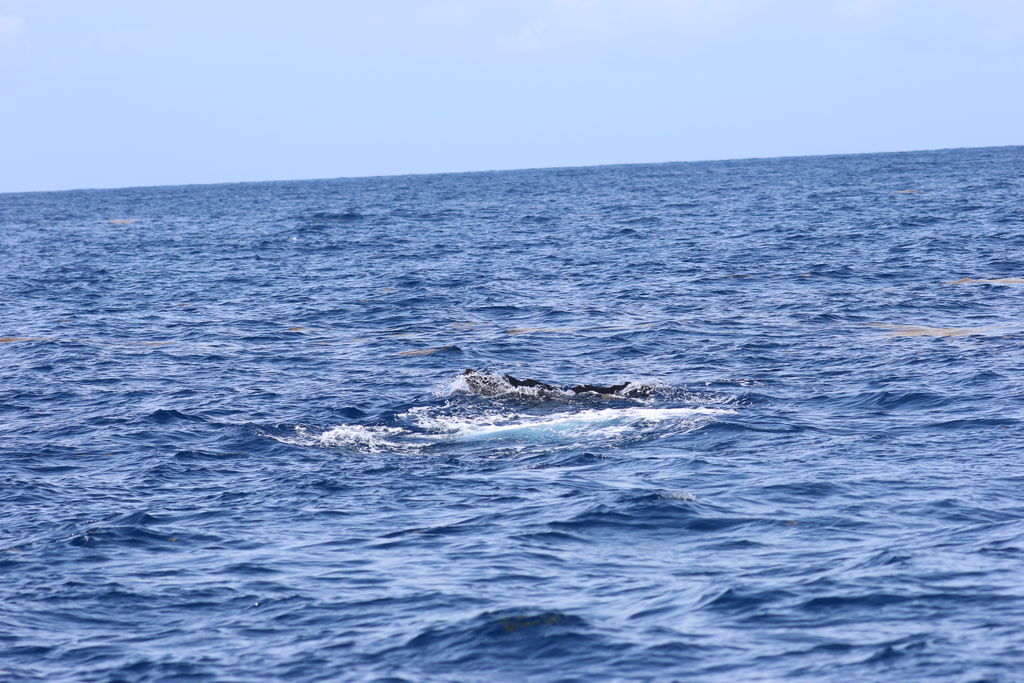 36aea80a-06be-4e45-8e1b-0adeceb514a1