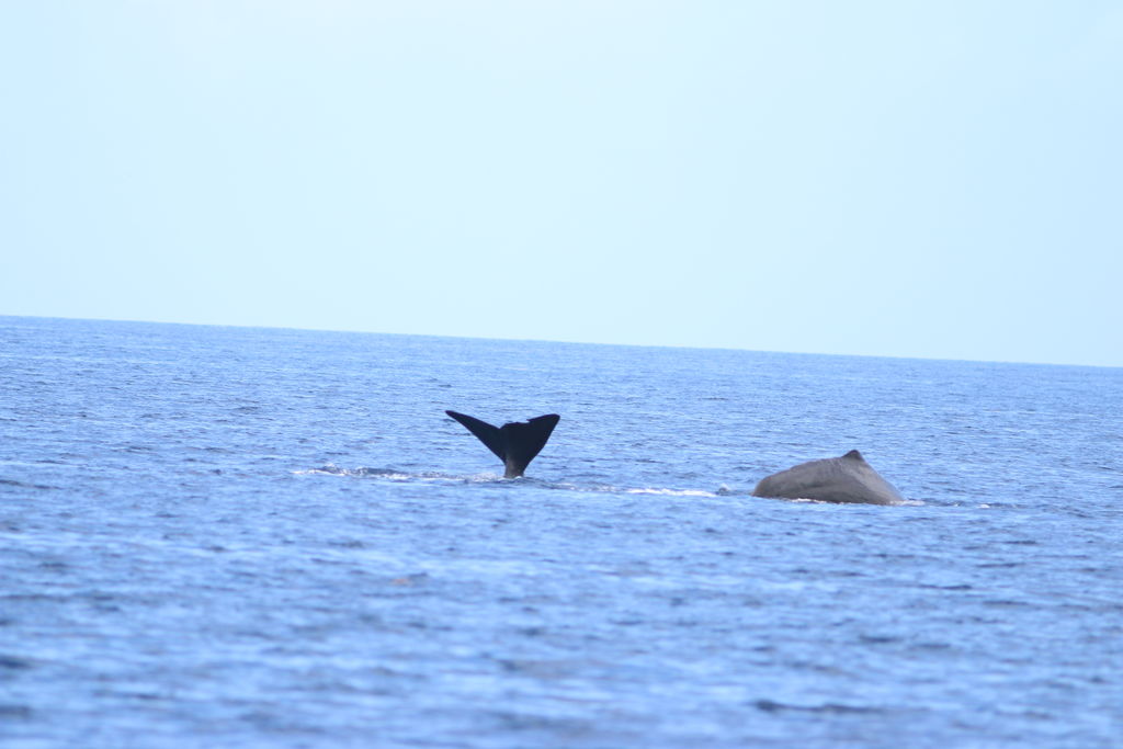 ea068de9-ebc7-48cb-8238-4c68a4ae1de1