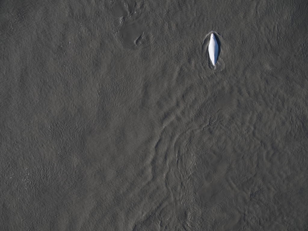 21f561d3-3a11-4a98-8557-47db755ad53d