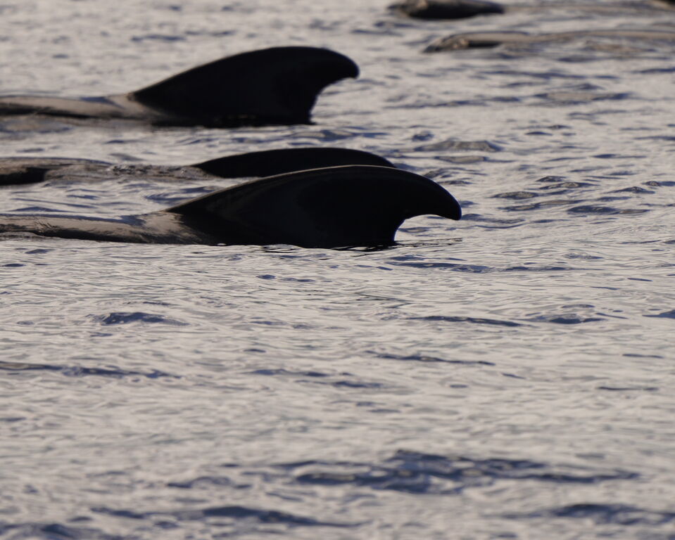 78769b0f-8246-439b-b5d1-8e231dc3a807