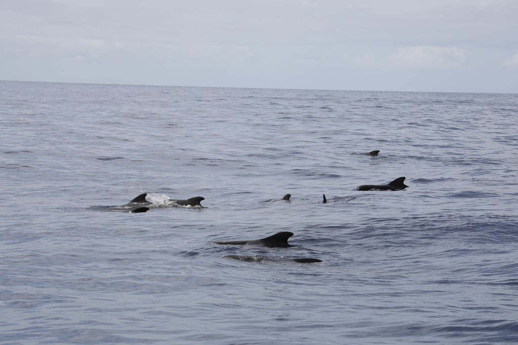 4549030b-5c9e-4c4d-b8ca-ac8f9d345647