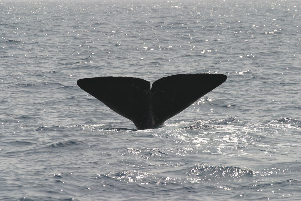 724e8400-d10a-47e0-9138-429dc1612d93