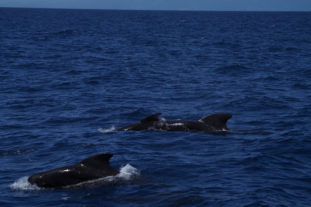 b4f16605-91f1-431c-aa9f-f26ae0ca4a69