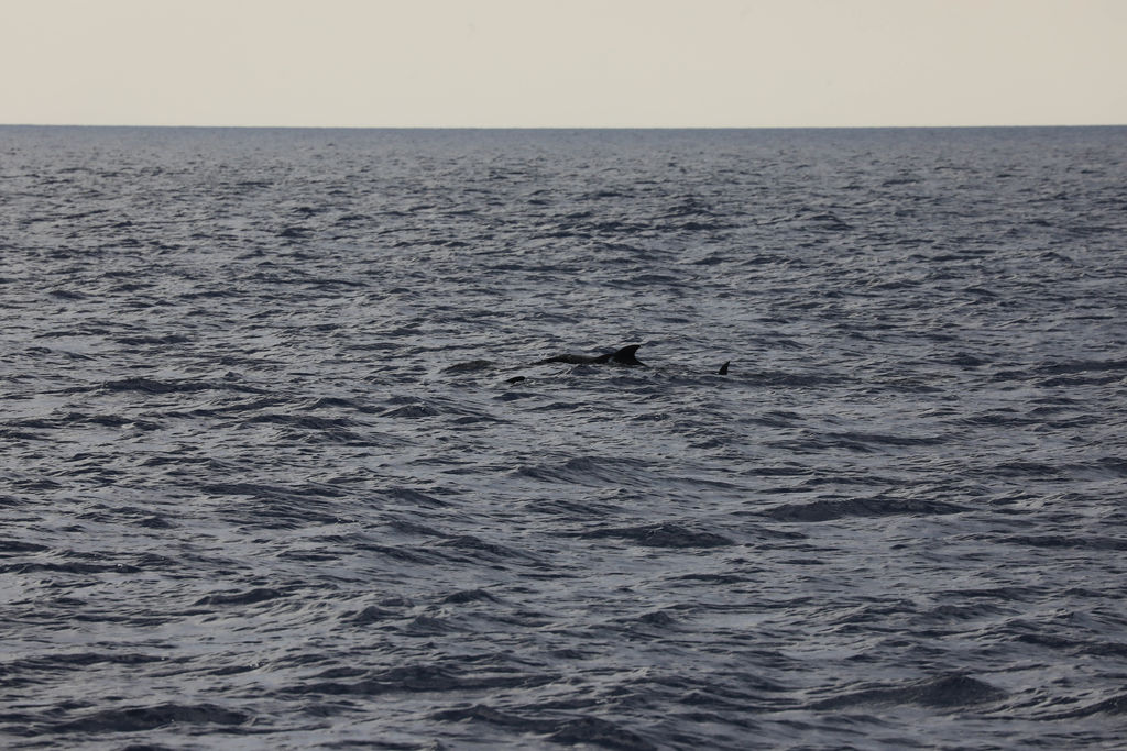 51dbf58a-b055-41ee-b485-29f517869e05