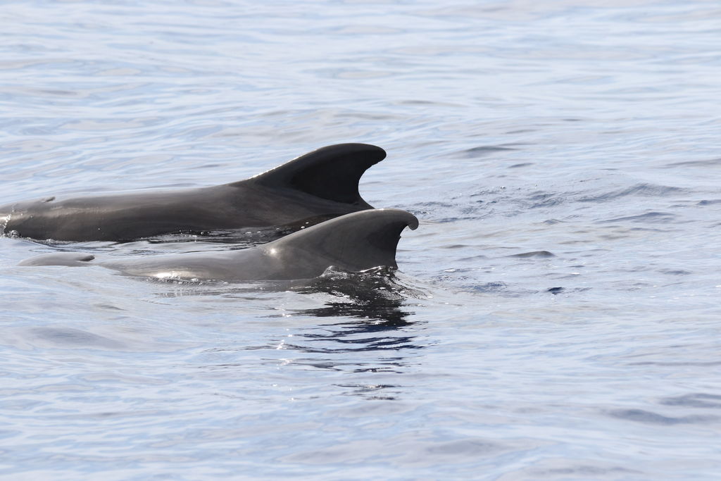 4549030b-5c9e-4c4d-b8ca-ac8f9d345647