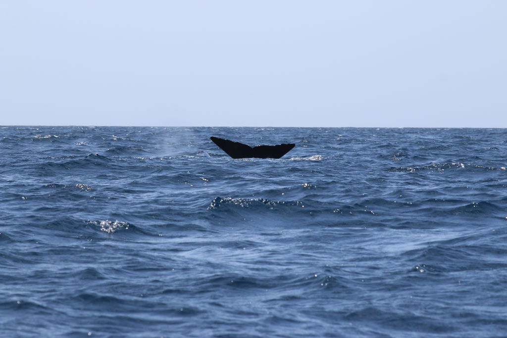 36aea80a-06be-4e45-8e1b-0adeceb514a1