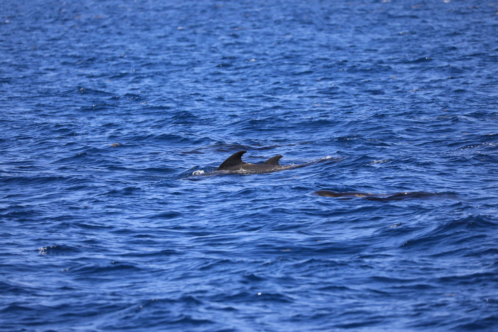 65ebf210-0ae1-4c60-990e-76673c453196