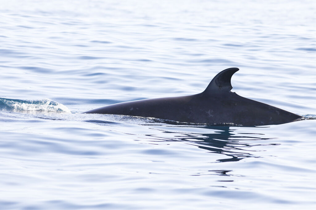 71562c2e-38d3-45c7-938e-b69dca4db793