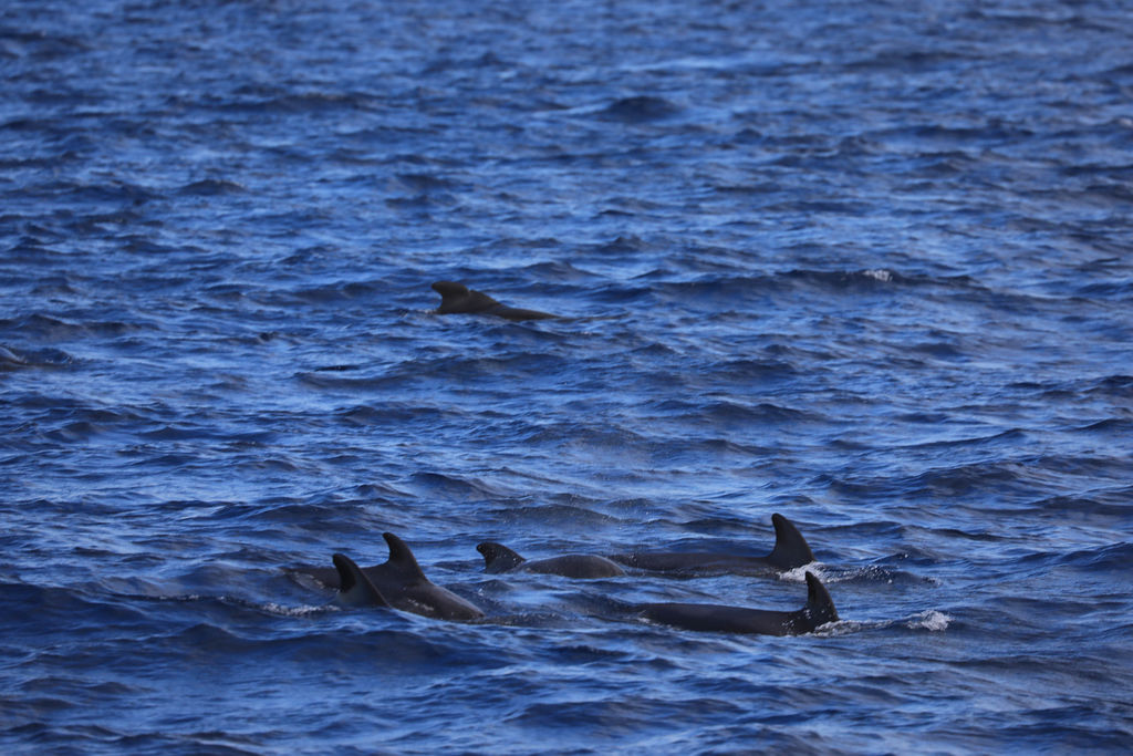 51dbf58a-b055-41ee-b485-29f517869e05