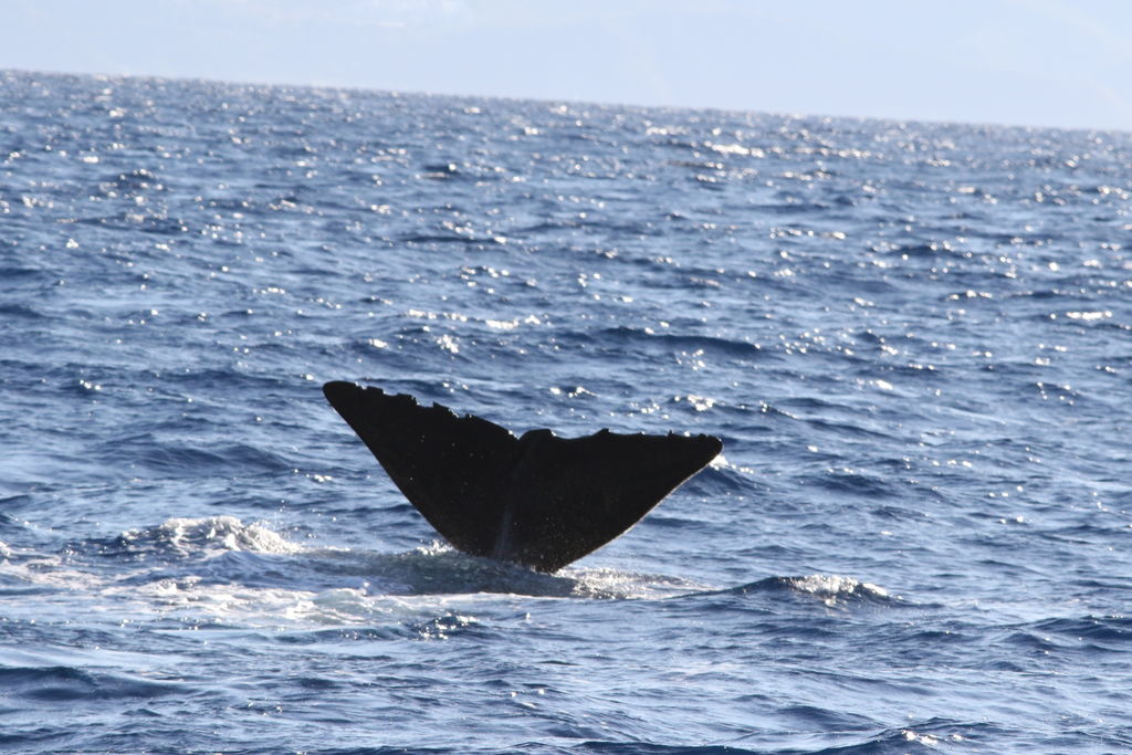 087bb825-74d7-4e42-94b9-0fa70d2dd451