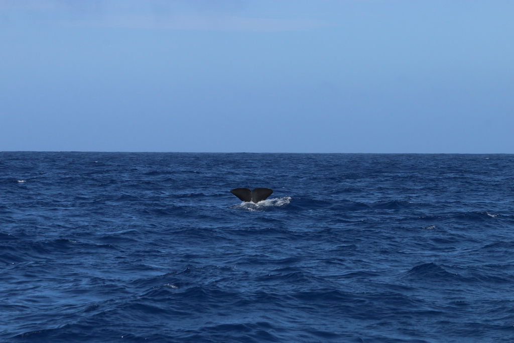 a0dde45e-f171-4162-a7e1-4aae450e71a0