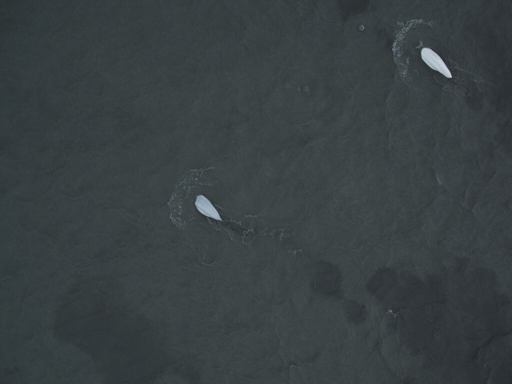 941baade-8081-4829-8fa0-6c6cfa3b0f05