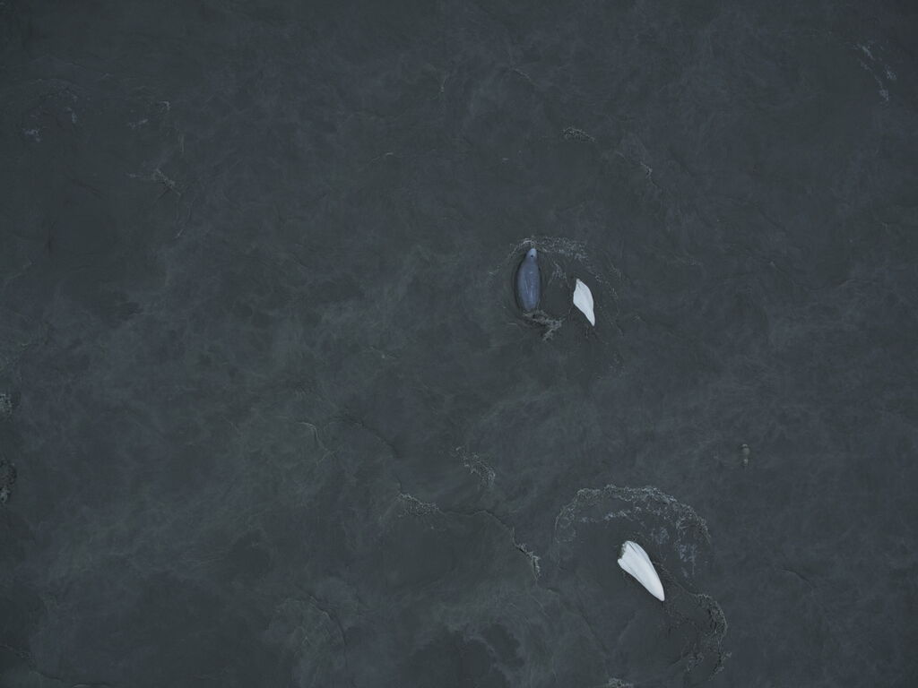 f171a95f-baab-421d-a053-ea8eb9f586c4