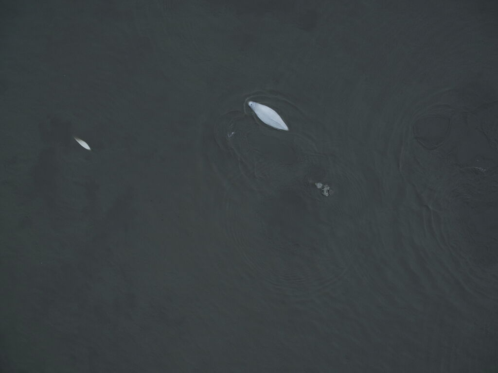 941baade-8081-4829-8fa0-6c6cfa3b0f05