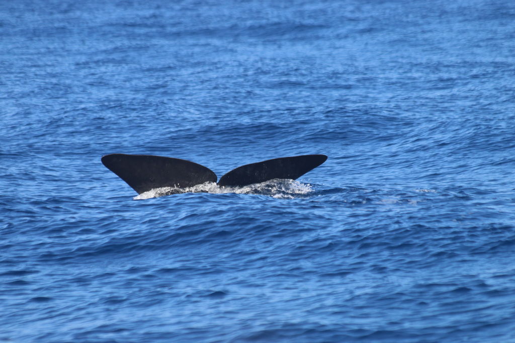 dc572b3f-77ca-4008-964b-6da8343cf20d