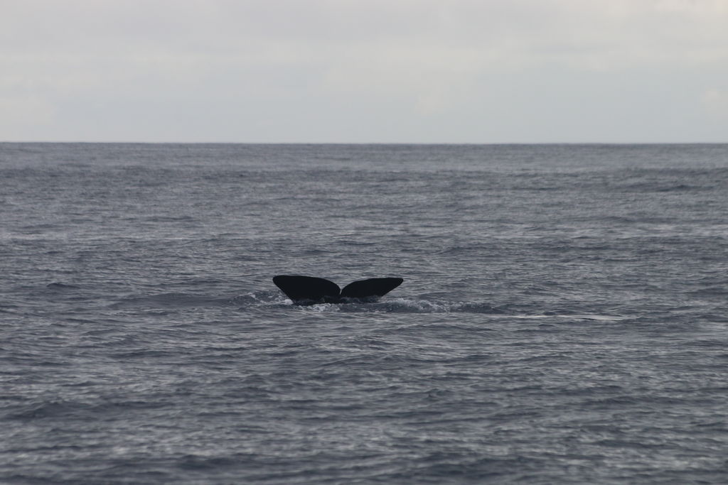 dc572b3f-77ca-4008-964b-6da8343cf20d