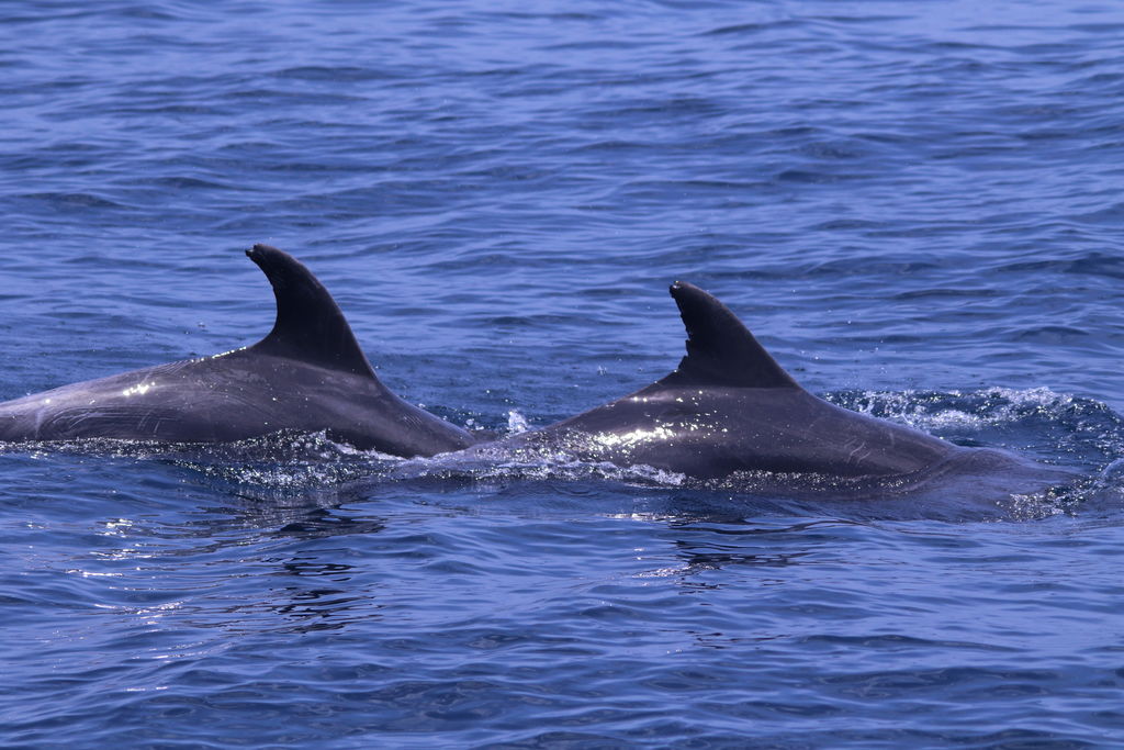 9504a778-0200-4693-8e6d-d8c4e46b4685