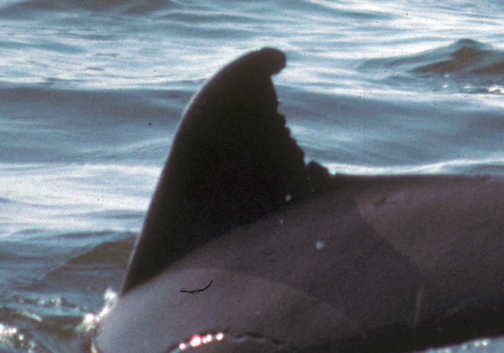 8c338c7d-f133-4c0a-a109-46e6f1b5c04b