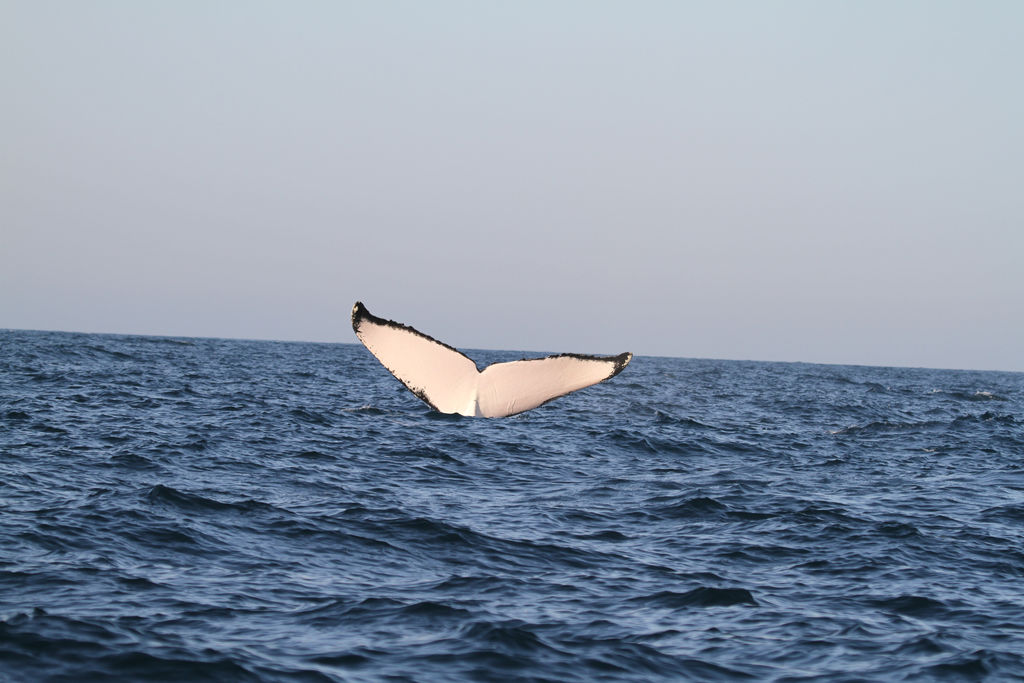 b77f76ef-f3e2-4798-9d09-c1701ed8b0f5