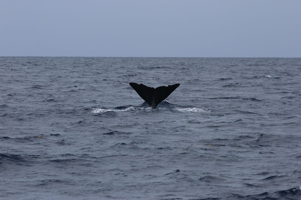 ea068de9-ebc7-48cb-8238-4c68a4ae1de1