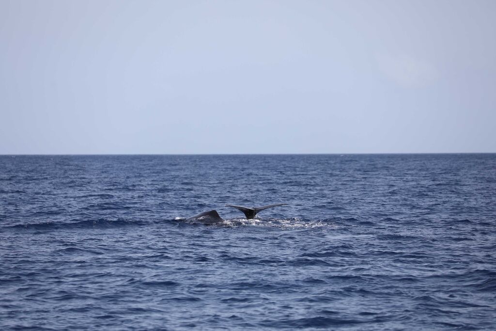 36aea80a-06be-4e45-8e1b-0adeceb514a1