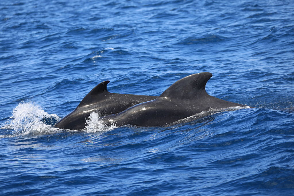 b4f16605-91f1-431c-aa9f-f26ae0ca4a69