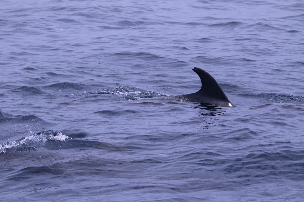 9504a778-0200-4693-8e6d-d8c4e46b4685