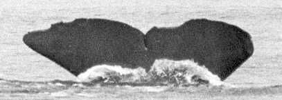 9d741e8e-25f1-4a1a-b155-9d89c7ffed47